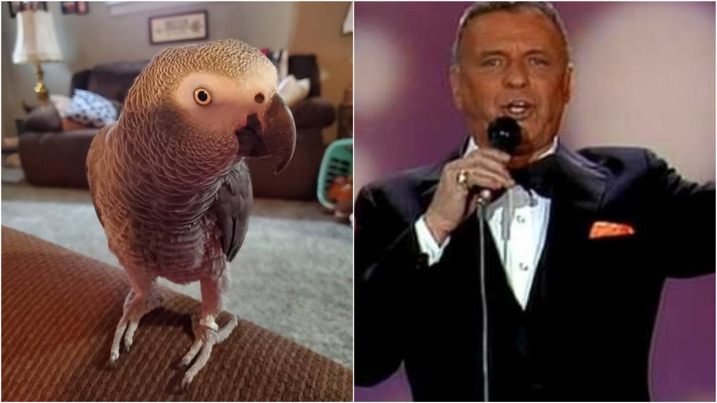 This Bird Can't Stand This Song, So When Mom Plays It, He Shuts It Down In The Most Hilarious Way